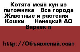 Котята мейн-кун из питомника - Все города Животные и растения » Кошки   . Ненецкий АО,Варнек п.